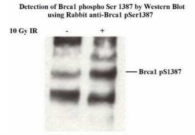 Western Blot: BRCA1 [p Ser1387] Antibody [NB100-225] - Whole cell Lysate (25ug/lane) from Hela cells. treated with 10 Gy IR or untreated.  antibody diluted 1:3000